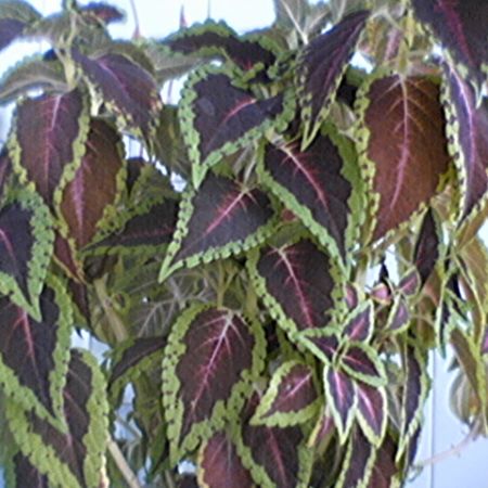 coleus